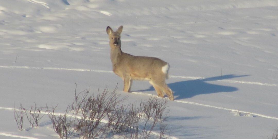 Чувствуется, что скоро будет весна. Репортаж из сельской местности