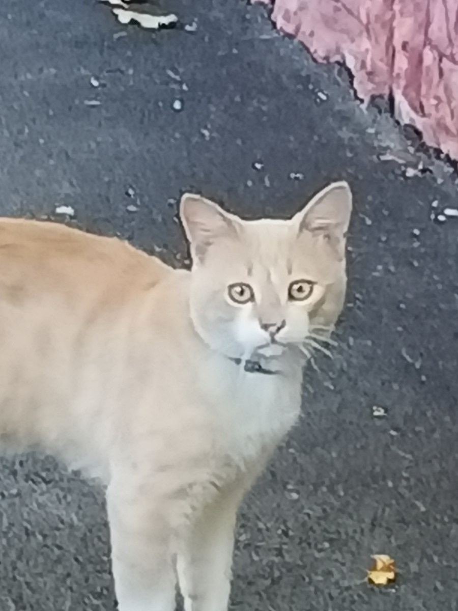 Изумлённый кот. Фото Галины Малышевой.