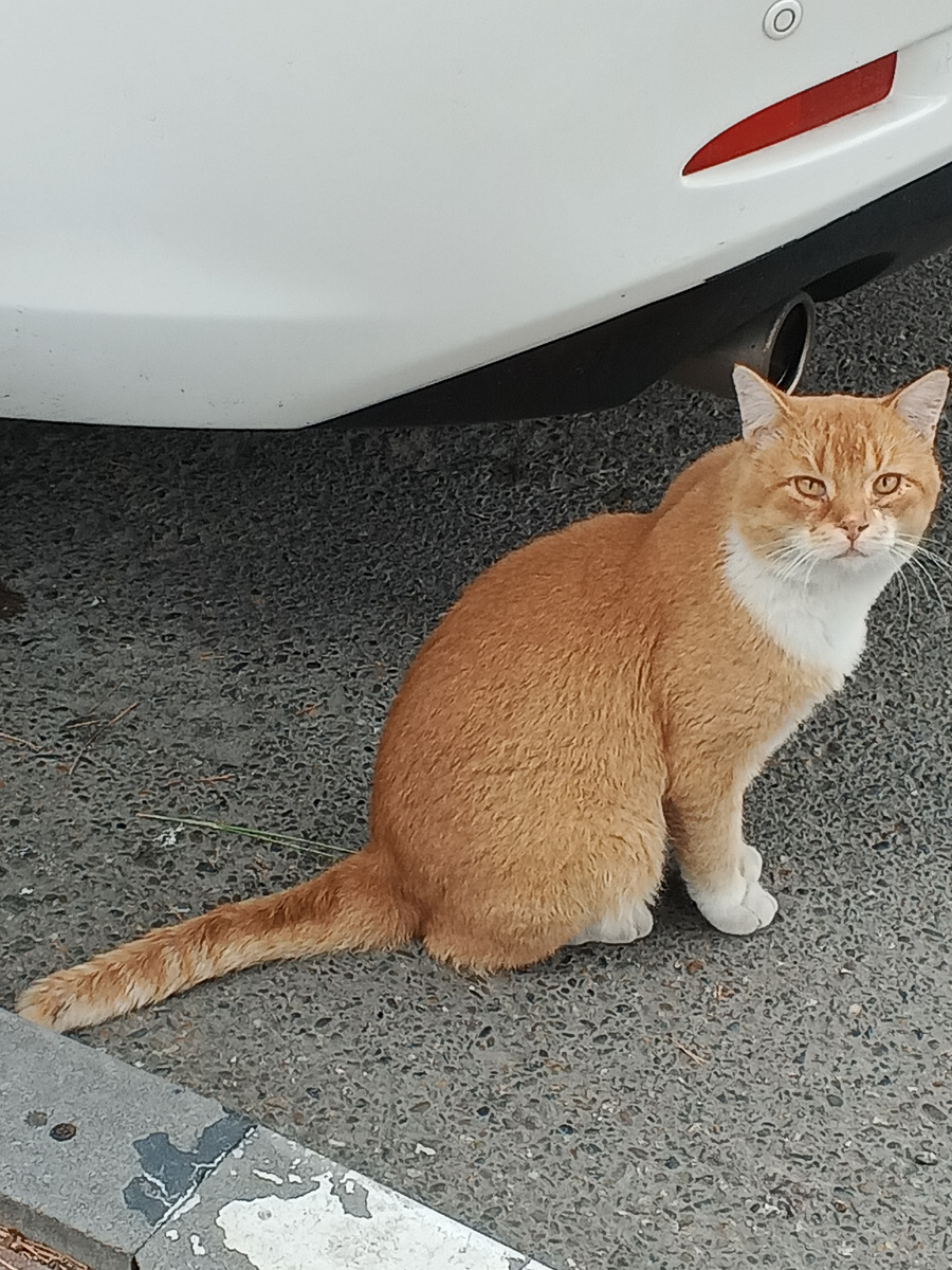 Наглость второе счастье. Фото Галины Малышевой.