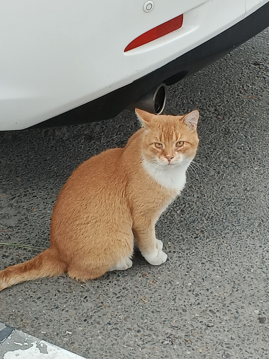 Ну, наглость! Ну, второе счастье. Фото Галины Малышевой.