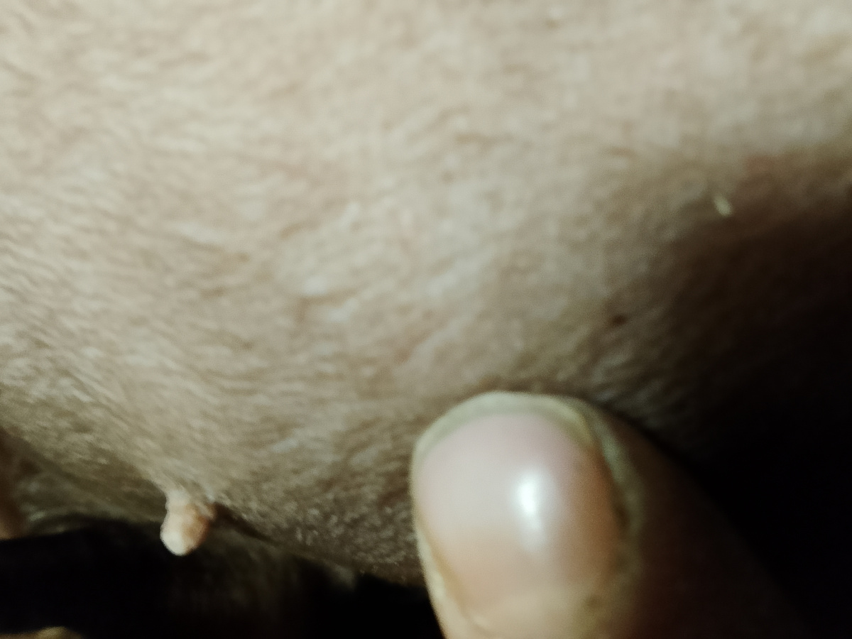 Размером с ноготь