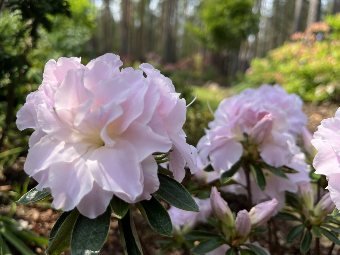 Азалия японская (Rh. obtusum) Nancy Dippel, сад и фото И.П.