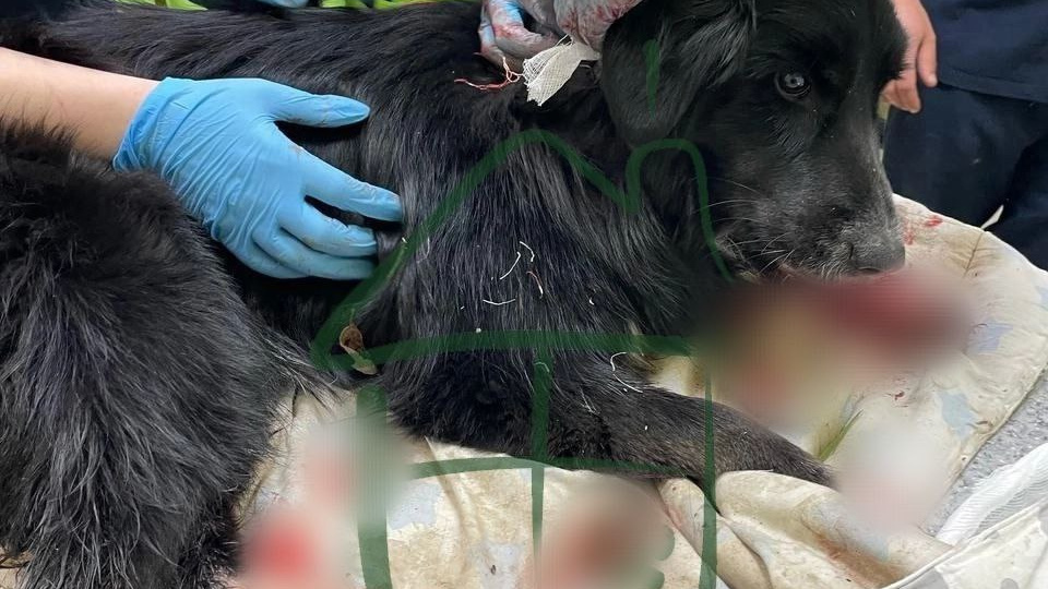 Дело изрезавшего ножом собаку Мию мужчины поступило в Псковский городской суд