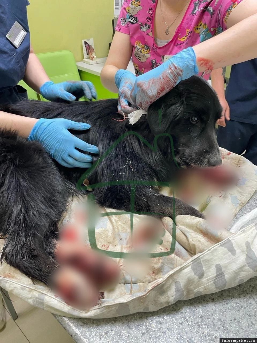 Спасение израненной собаки Мии. Фото: АНО «Шанс»