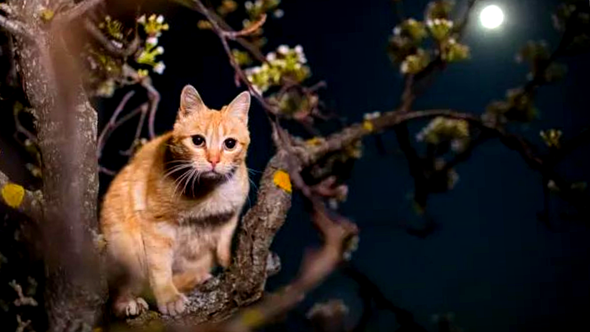 Домашние кошки остаются сумеречными хищниками, даже если живут теперь рядом с человекмо. ЕЩЕ фото --->>