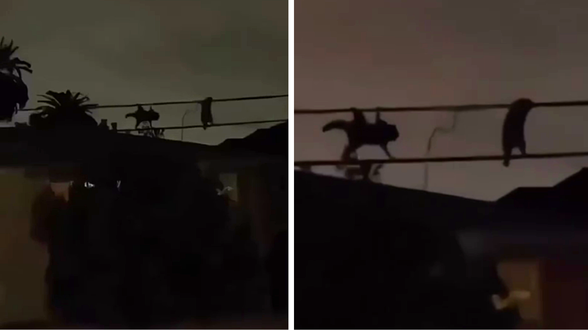 Фото сделанные во время ночной прогулки по турции. В то время как весь город спит (кроме вездесущих туристов)  у кошек "свои дела"