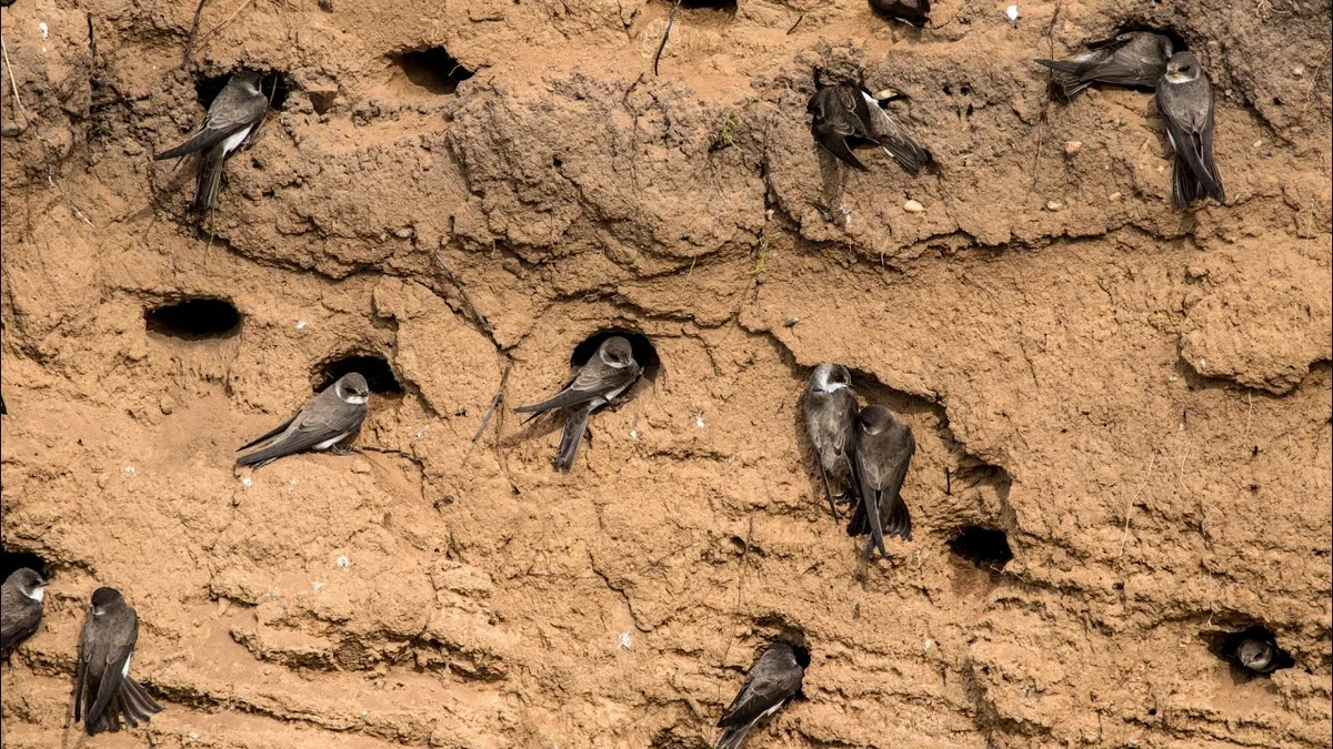 Ласточки береговушки