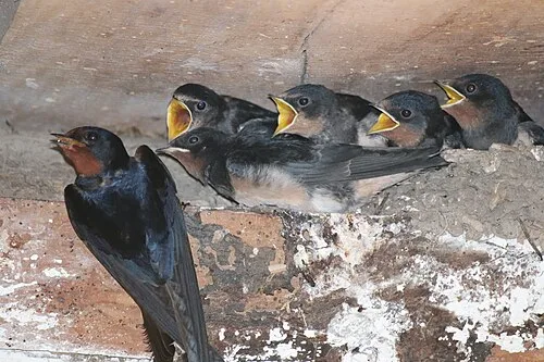 Ласточковые - самые быстрые и милые воробьинообразные