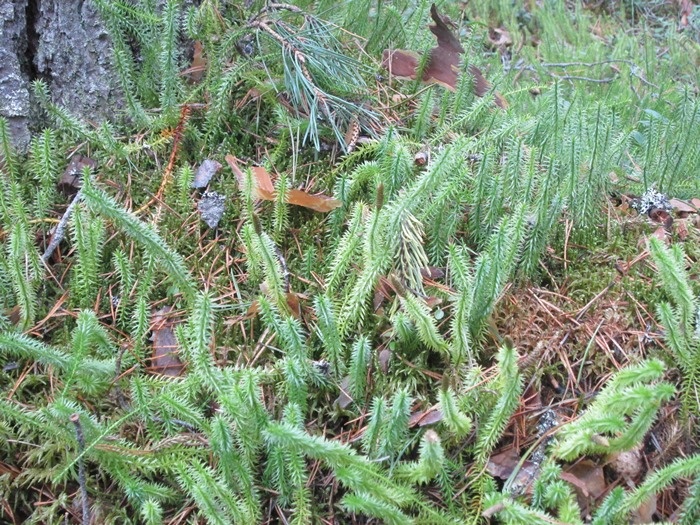 Плаун годичный (фото из архива автора)