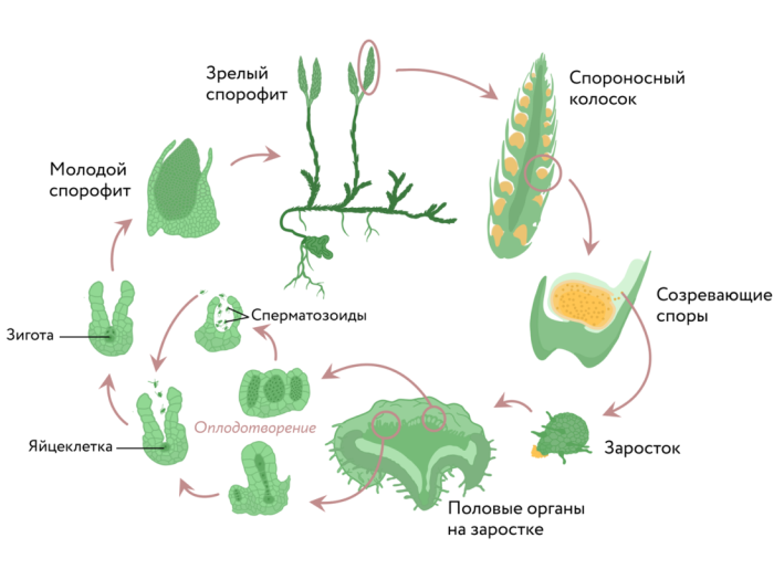 Схема жизненного цикла плаунов на примере плауна булавовидного (источник Яндекс Картинки https://yandex.ru/images)