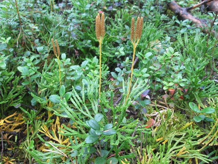 Лесные плауны