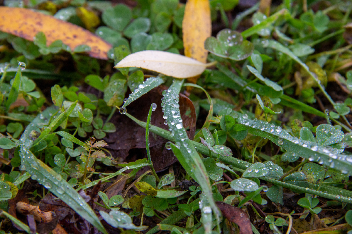 Утренняя роса