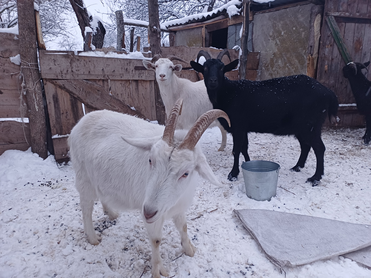 Коза Печенька тоже с чем-то не согласна