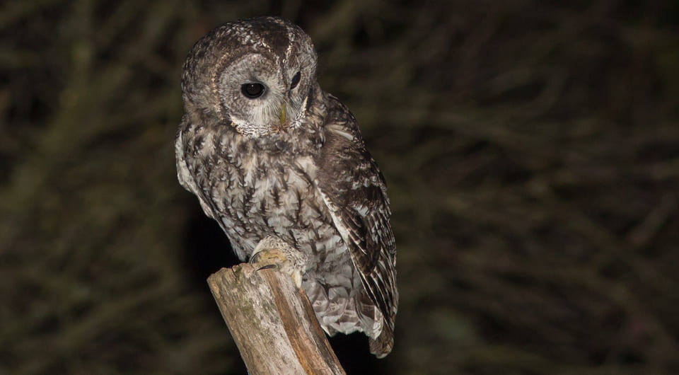   Pierre Dalous / Wikimedia Commons / CC BY-SA 3.0