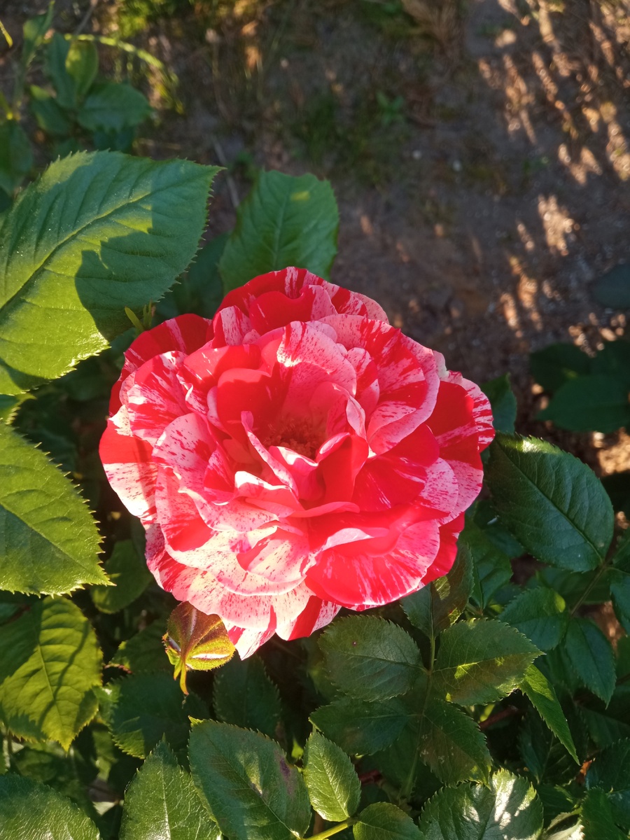 Флорибунда Токада (Tocade), селекция Meilland