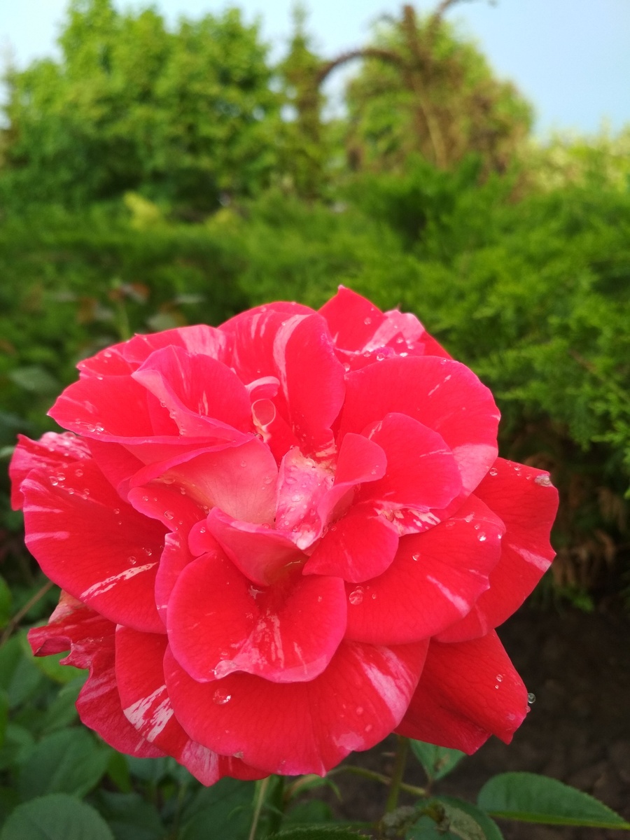 Токада (Tocade), селекция Meilland