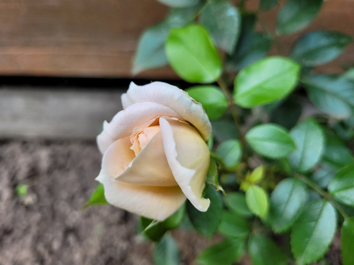 Дачная розочка.