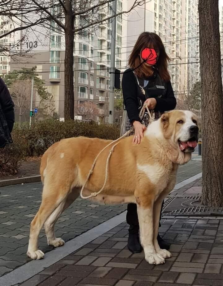 фото: workingdogsintheworld/pinterest