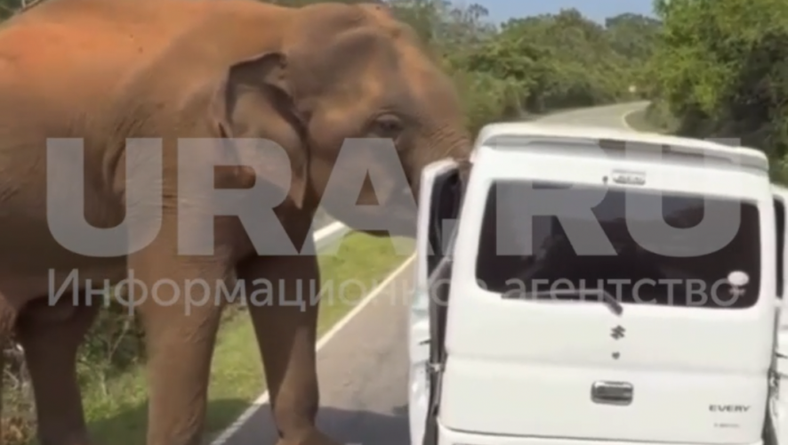    Фото: скриншот видео из телеграм-канала URA.RU