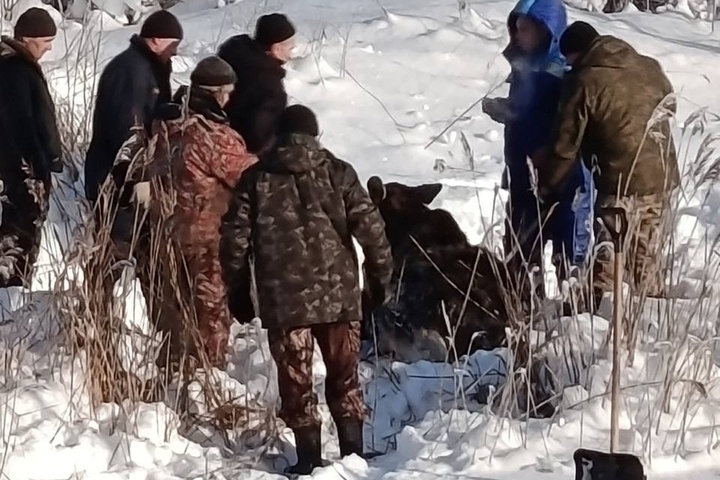 В Ярославской области сельские жители просят помочь спасти лося