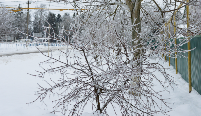 Фото автора. Январь 2026. Станица.