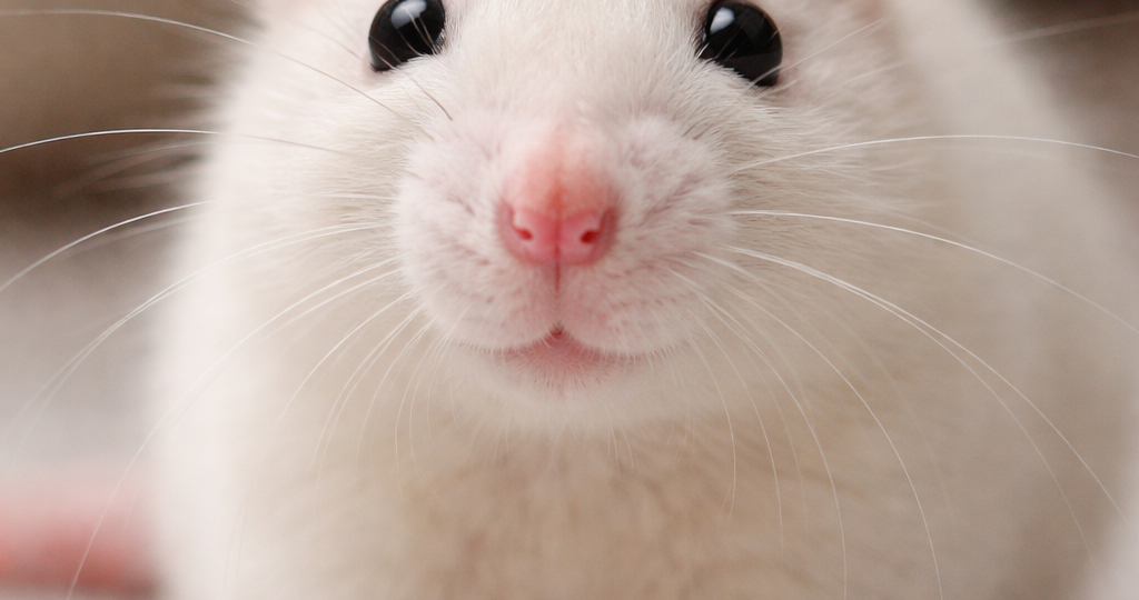 Почему крысы — одни из самых умных животных