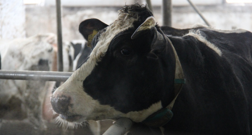    Фото: Пресс-служба правительства Владимирской области