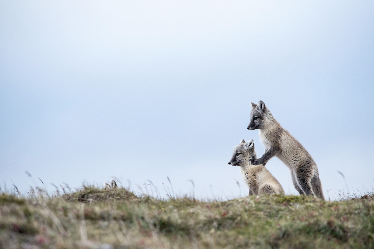 Фото из первого альбома проекта «Заповедный Ямал» компании «Газпром добыча Ямбург» – «Заповедный Ямал. Невиданный Гыдан». Источник: yamburg-dobycha.gazprom.ru