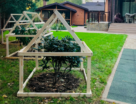 Рододендрон 