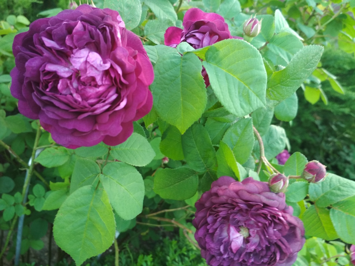 Кардинал Ришелье (Cardinal de Richelieu), селекция Parmentier