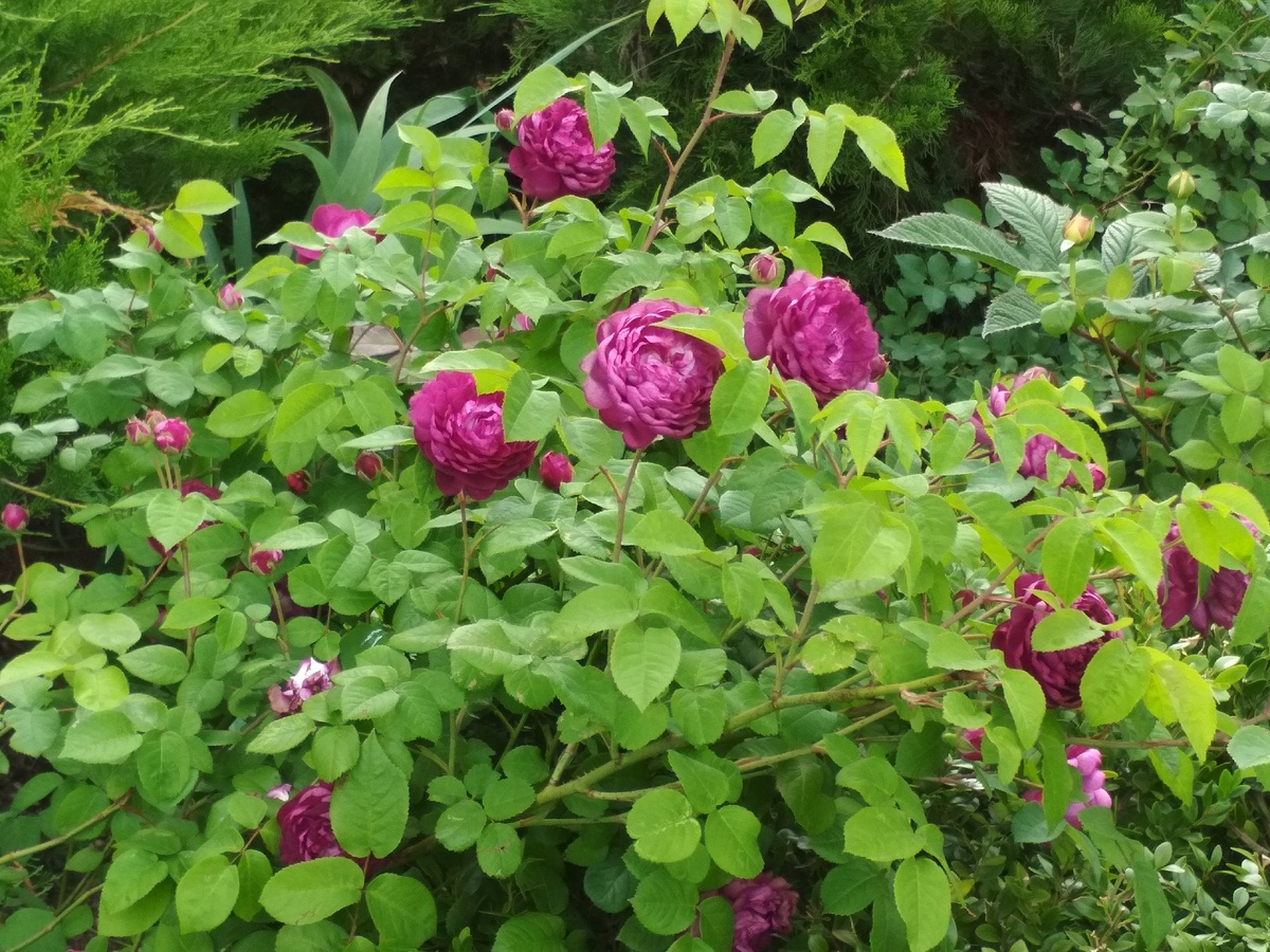 Кардинал Ришелье (Cardinal de Richelieu), селекция Parmentier