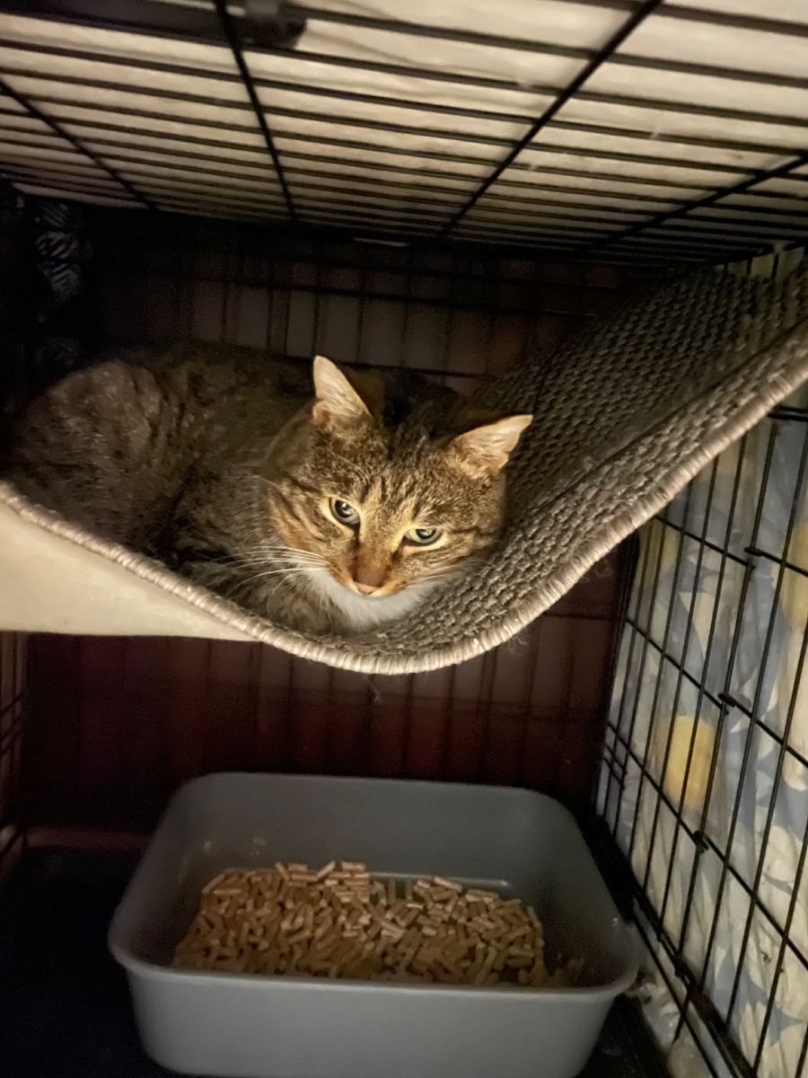 Кот «агрессор», который много ест. 