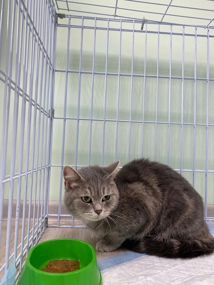 Муся после предательства 