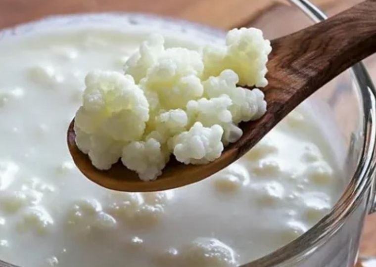 Кефирный грибок или заквасочная культура? Особенности применения и риски