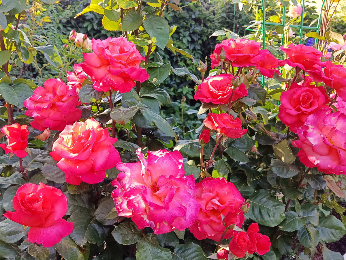 ХРИСТОФОР КОЛУМБ