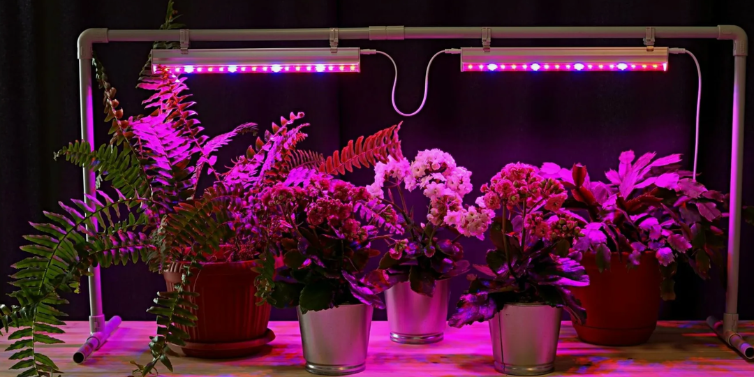 Свет для растений: чем фитолампы отличаются от обычных светодиодных