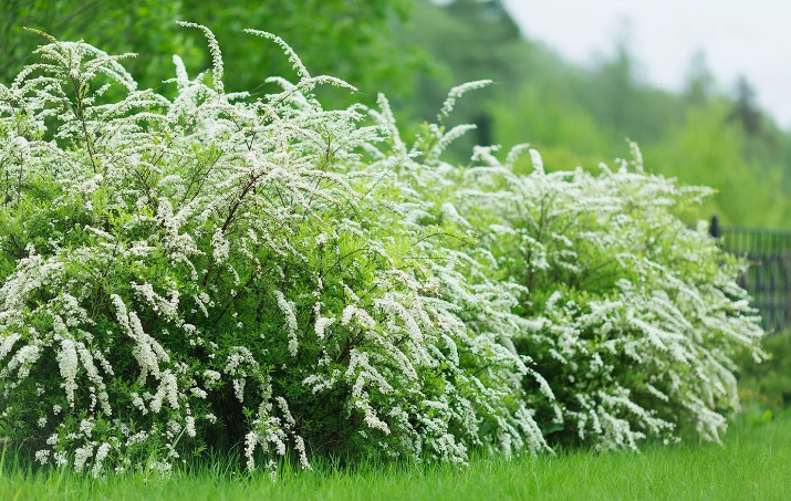 Спирея серая Grefsheim