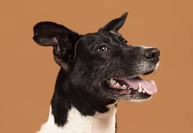    Собака. Фото: Freepik.