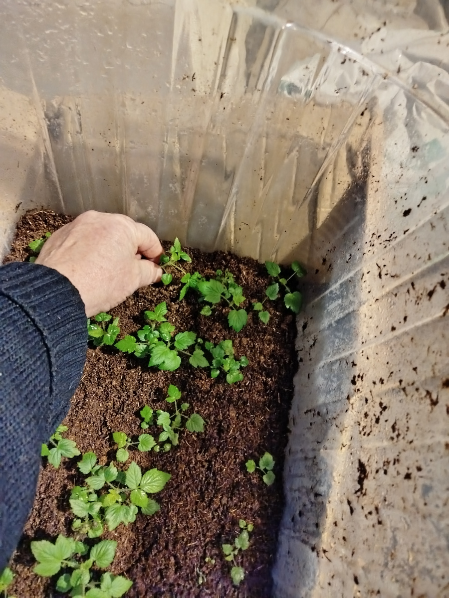 Вытаскиваю из контейнера вместе с корешком.