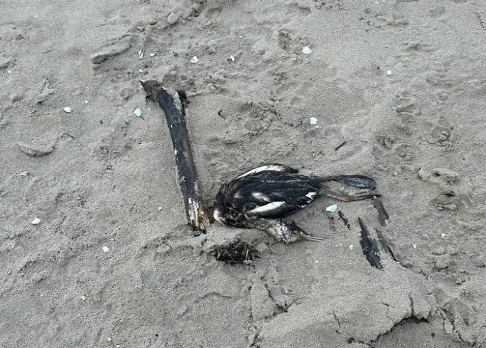    Фото: соцсети