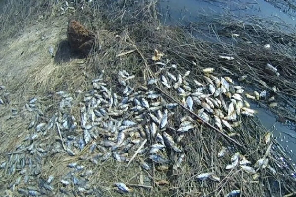    Перед судом предстанет чиновник, отравивший рыбу в реке Калужской области