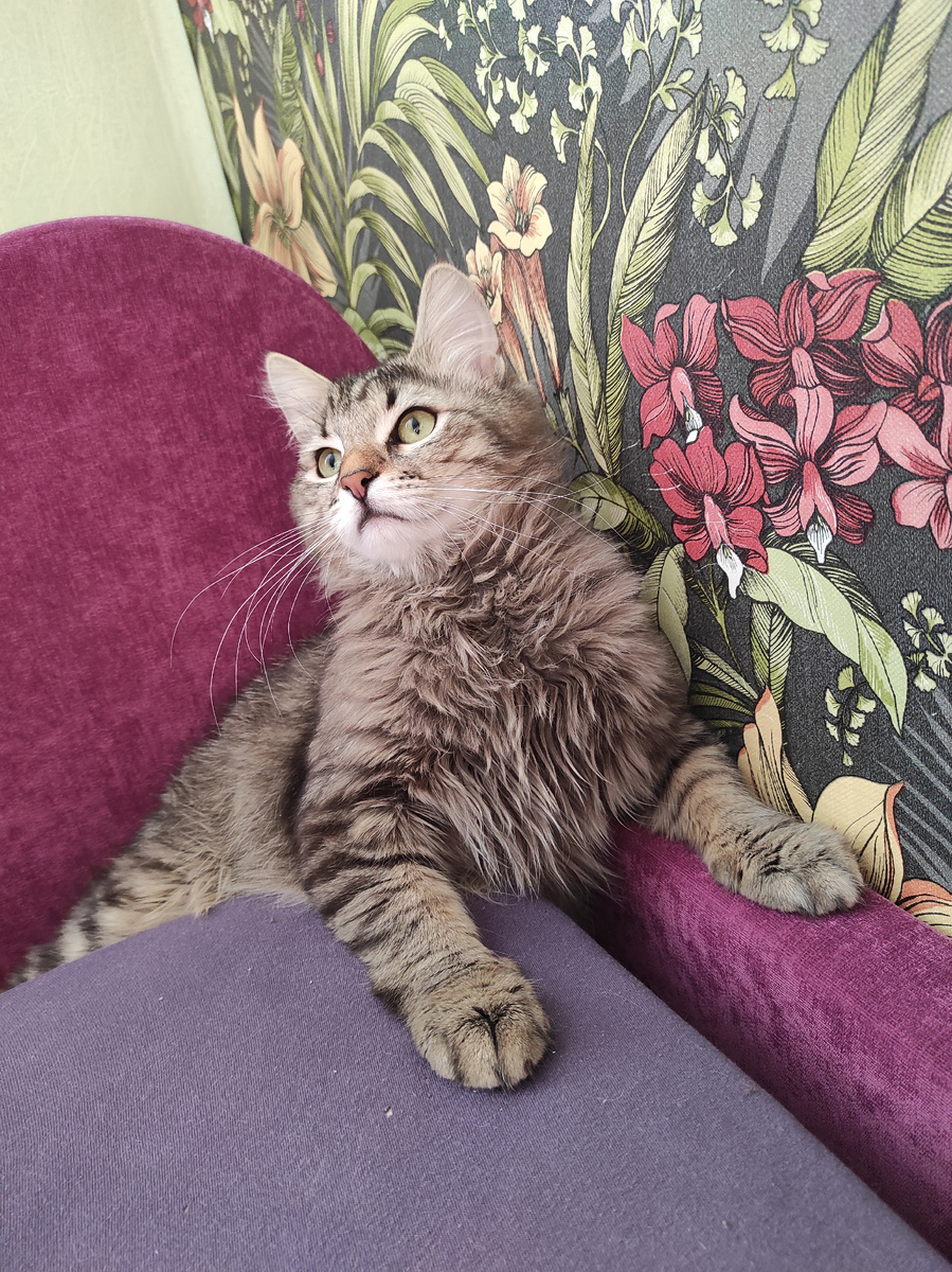 Паштет дают! 