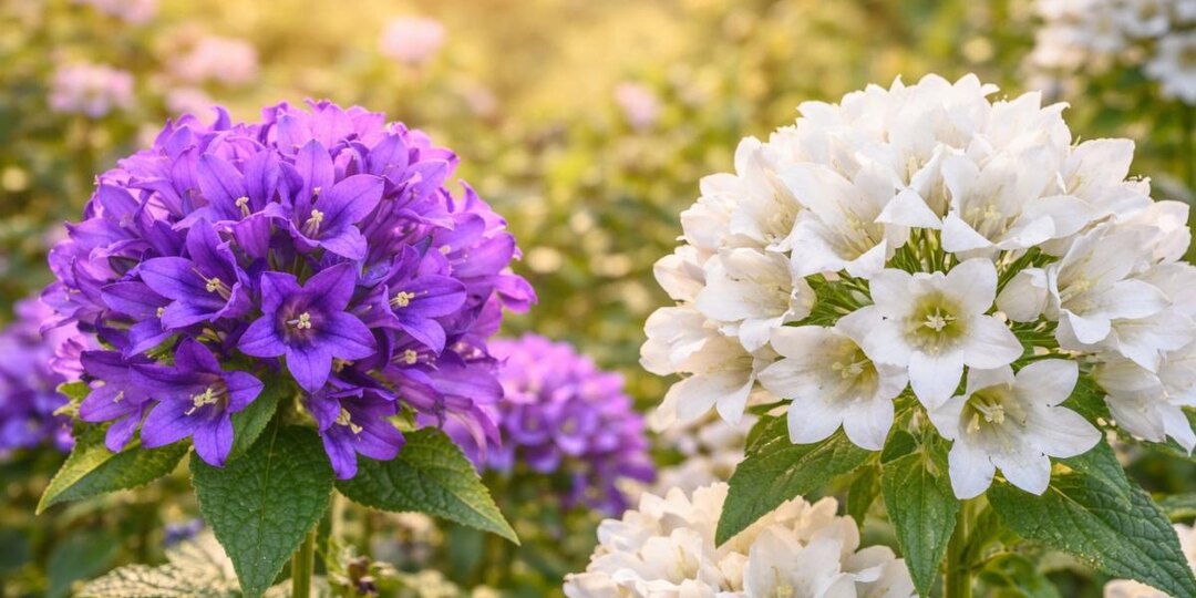 Ленивый цветник без сорняков: яркий ковер, который живет десятилетиями без хлопот