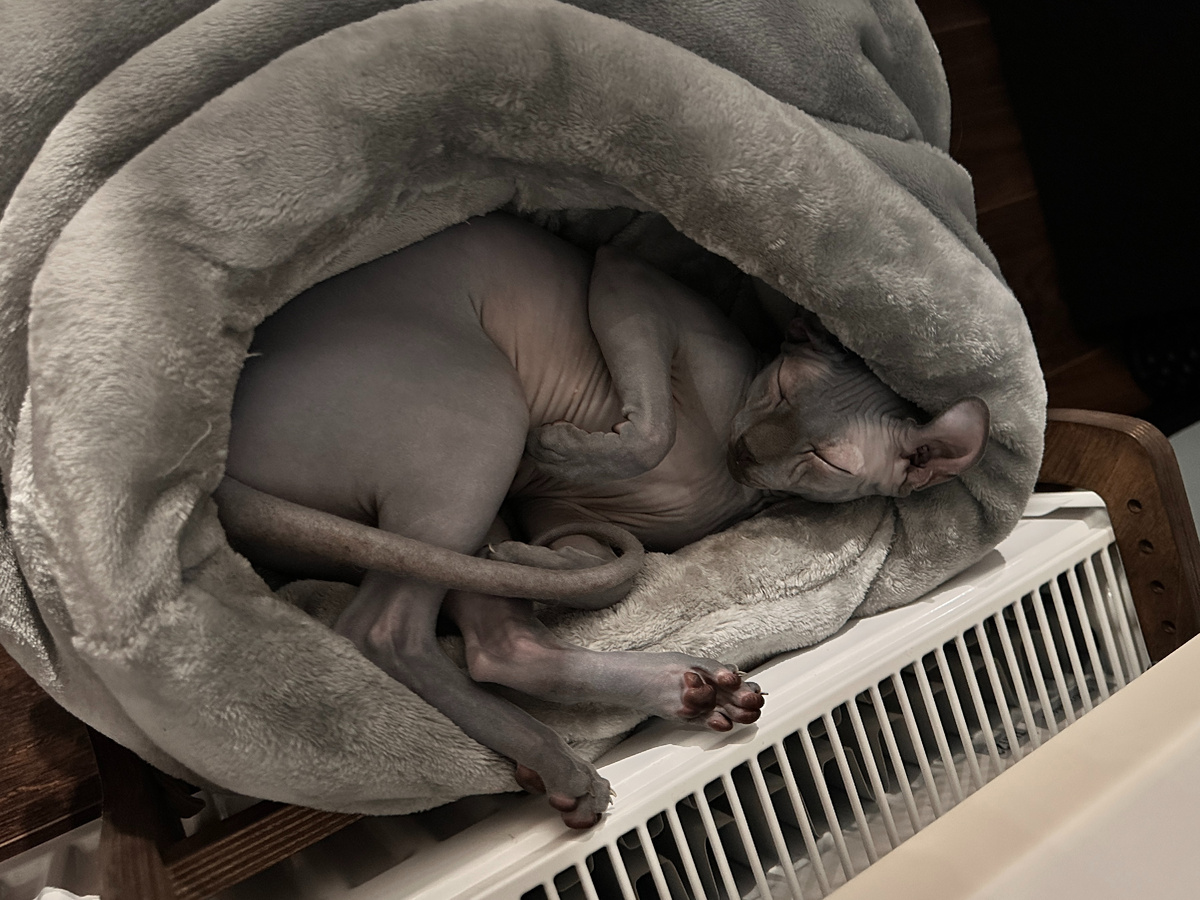 День Элизабет часто проводит вот так - отдыхая в теплой лежанке у радиатора. А ночью начинается представление