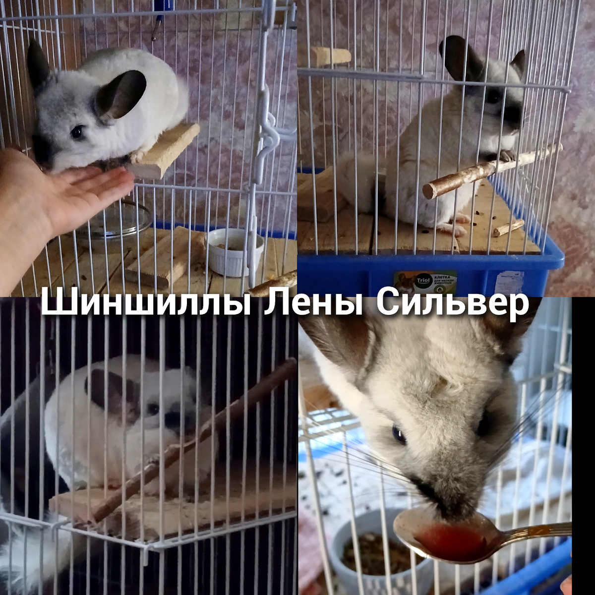 Шиншиллы Лены Сильвер 