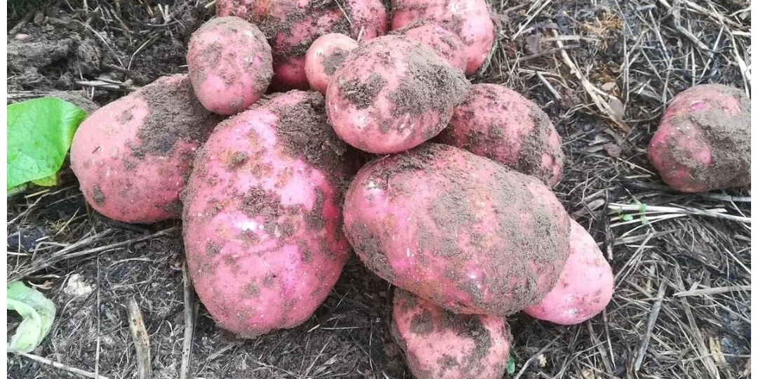 Случайно узнала об этих сортах овощей и теперь сажаю их 5 год подряд