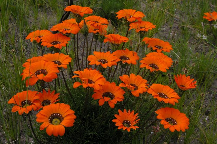 Эти цветы незаменимы для сада