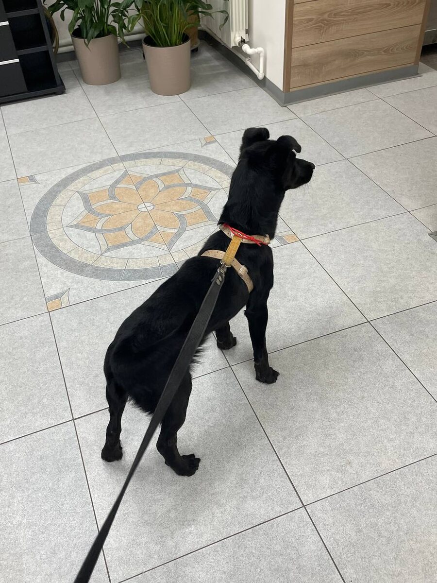 Компактный парень с отличным характером