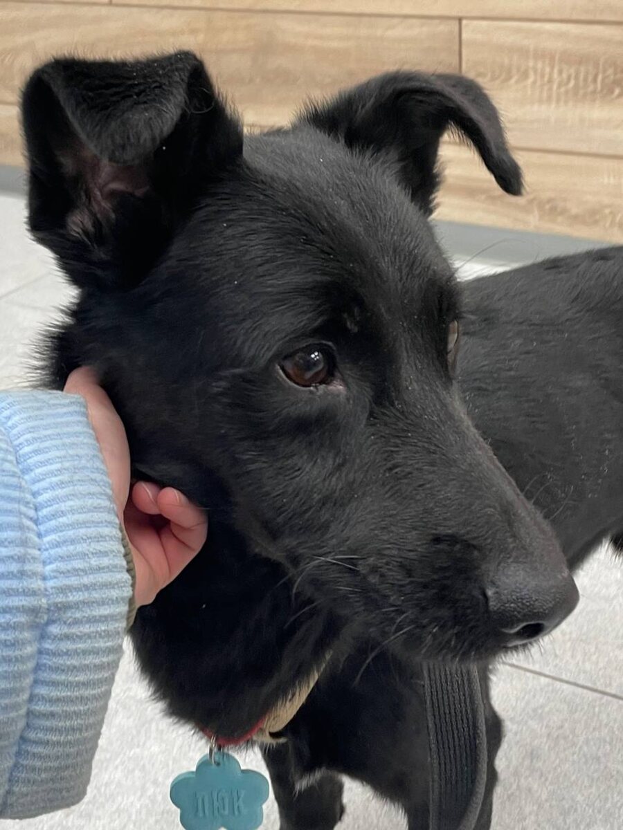 Да, адресник у меня от другой собаки, но мне же хозяин сделает мой?