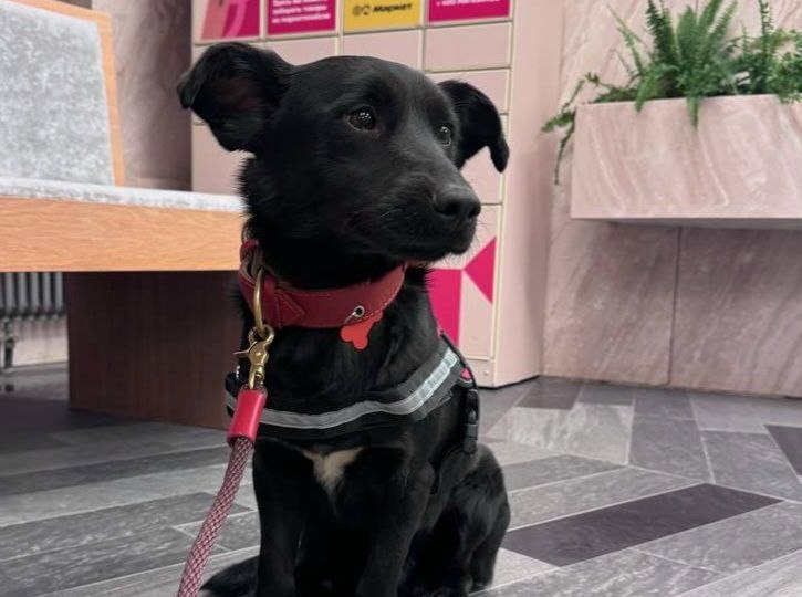 У наших соседей есть традиция: на новогодних праздниках подбирать собак. Дело хорошее, а морозной зимой необходимое